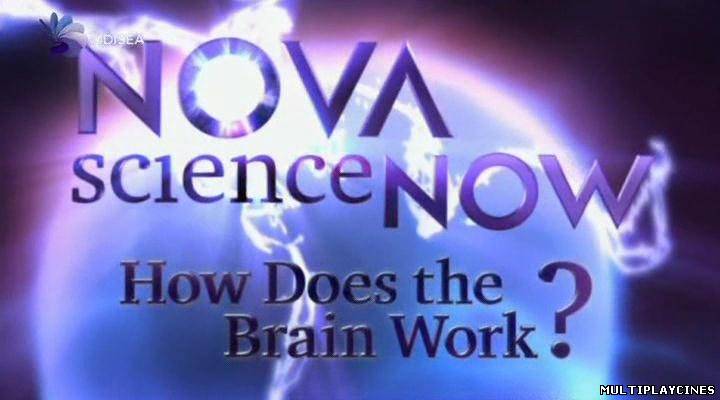 Ver ¿Cómo funciona el cerebro? (2011) Online Gratis