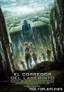 Ver Maze Runner: Correr o Morir / El corredor del laberinto (2014) Online Gratis