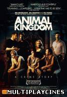 Ver Animal kingdom Online Gratis