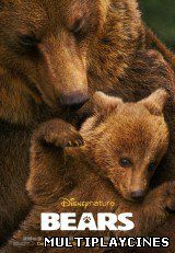 Ver Osos (2014) Online Gratis