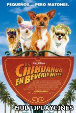 Ver Un chihuahua en Beverly Hills (2008) Online Gratis